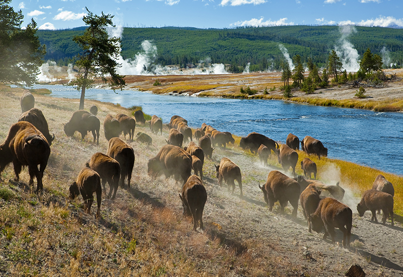 Yellowstone herd