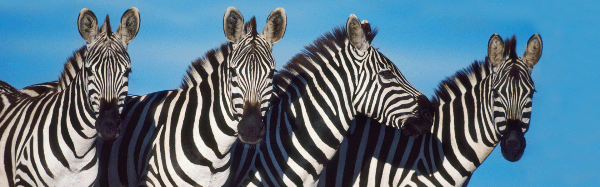 Zebras