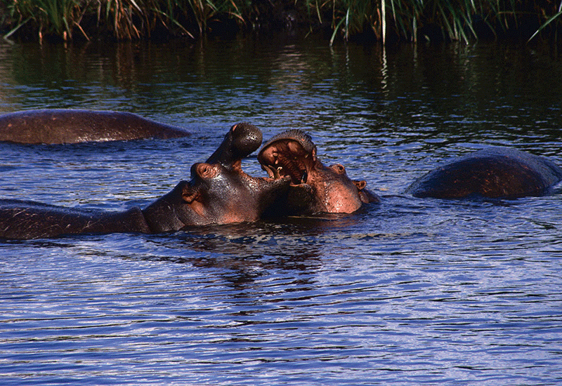 Hippos