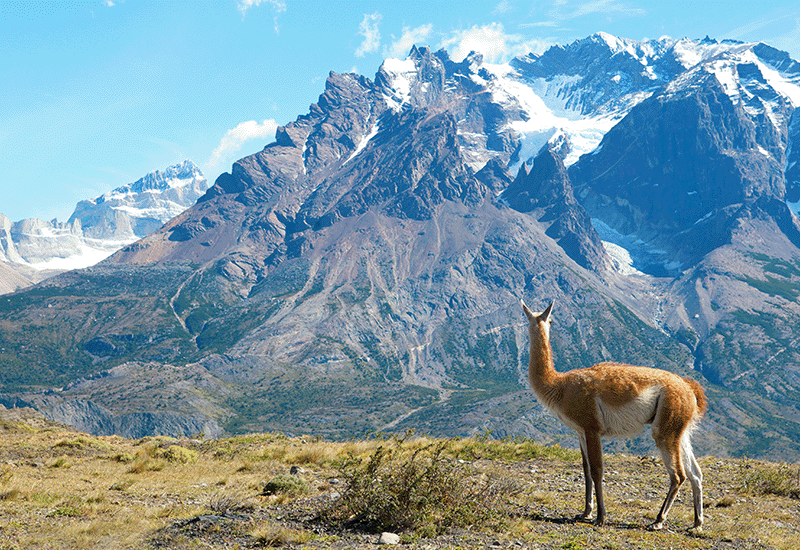 Alpaca in front of a mountain