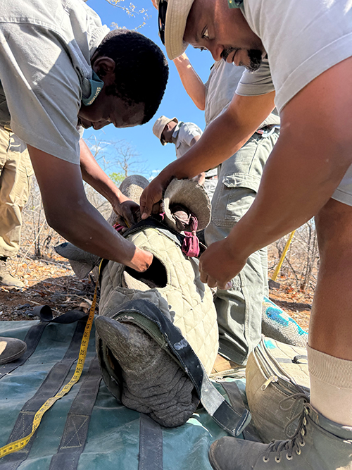 tagging a black rhino