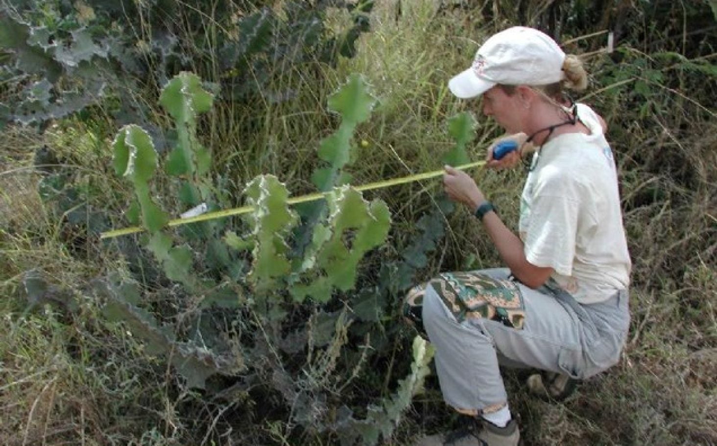 measuring euphorbia