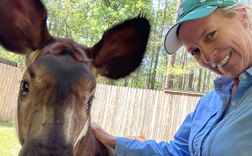 Okapi