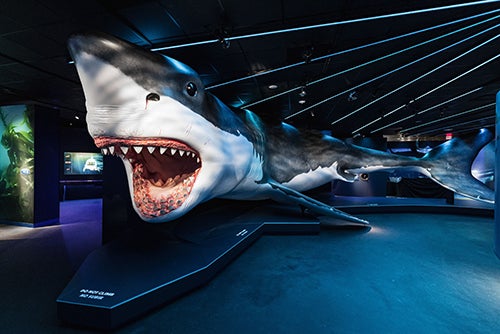 Megalodon