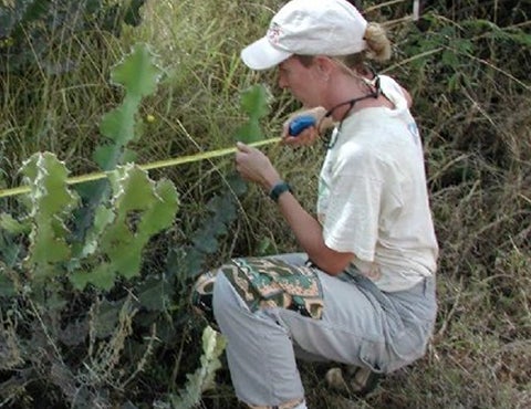 measuring euphorbia
