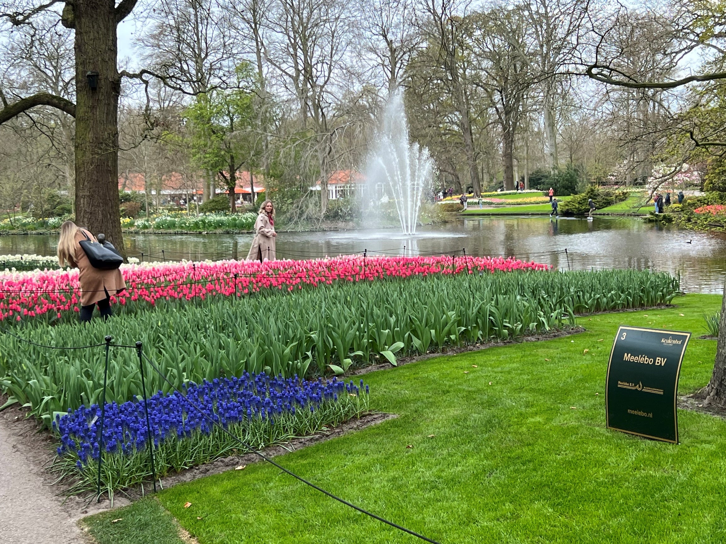 Tulips
